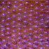 Фотография товара 'Neon-night СЕТЬ 2x3м, 432 LED 217-143'